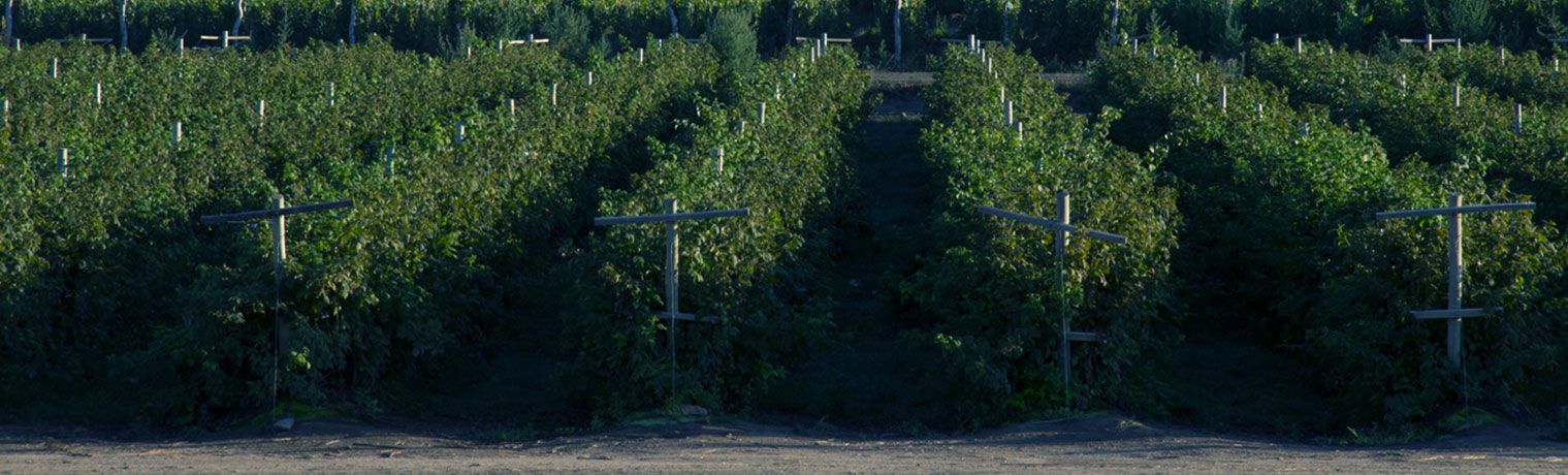 Finca La Linda
