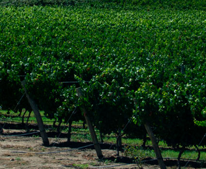 Finca La Linda