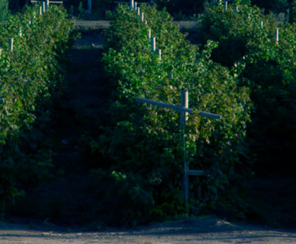 Finca La Linda